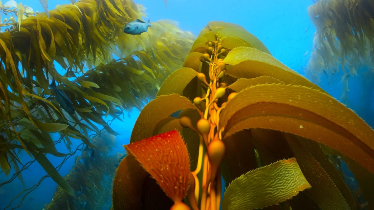 Por que as algas marinhas so uma opo natural para substituir certos plsticos
