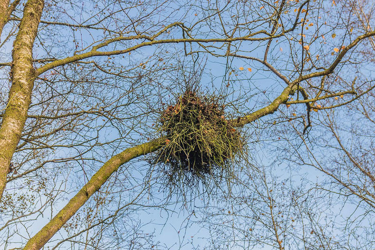 O que verdadeiramnente s�o as vassouras-de-bruxa nas �rvores