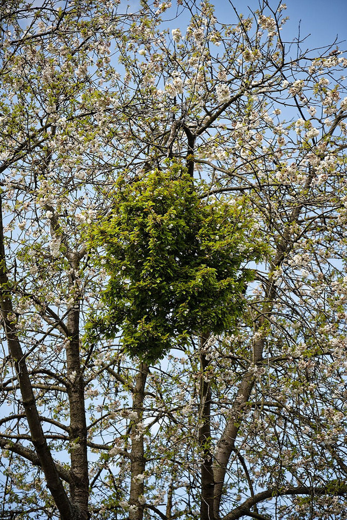 O que verdadeiramnente s�o as vassouras-de-bruxa nas �rvores