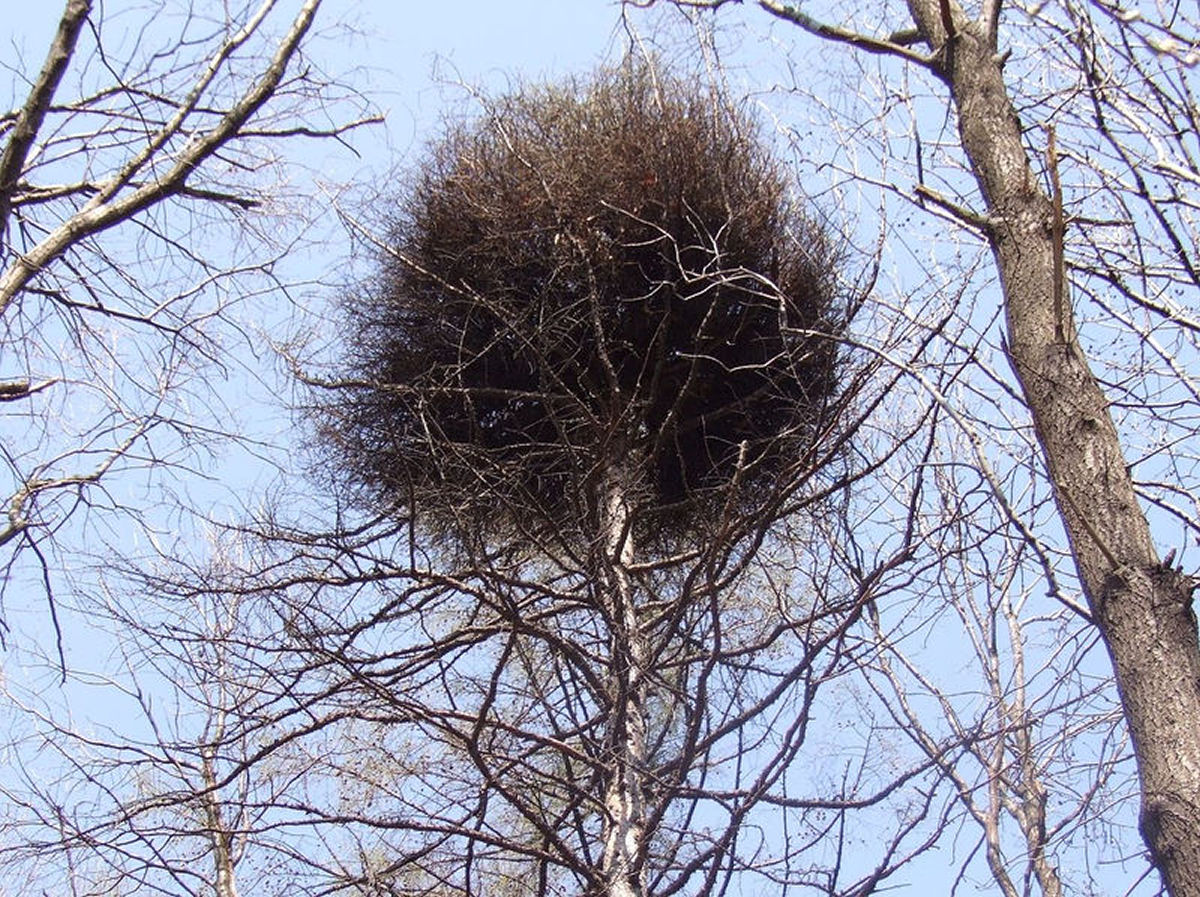 O que verdadeiramnente s�o as vassouras-de-bruxa nas �rvores