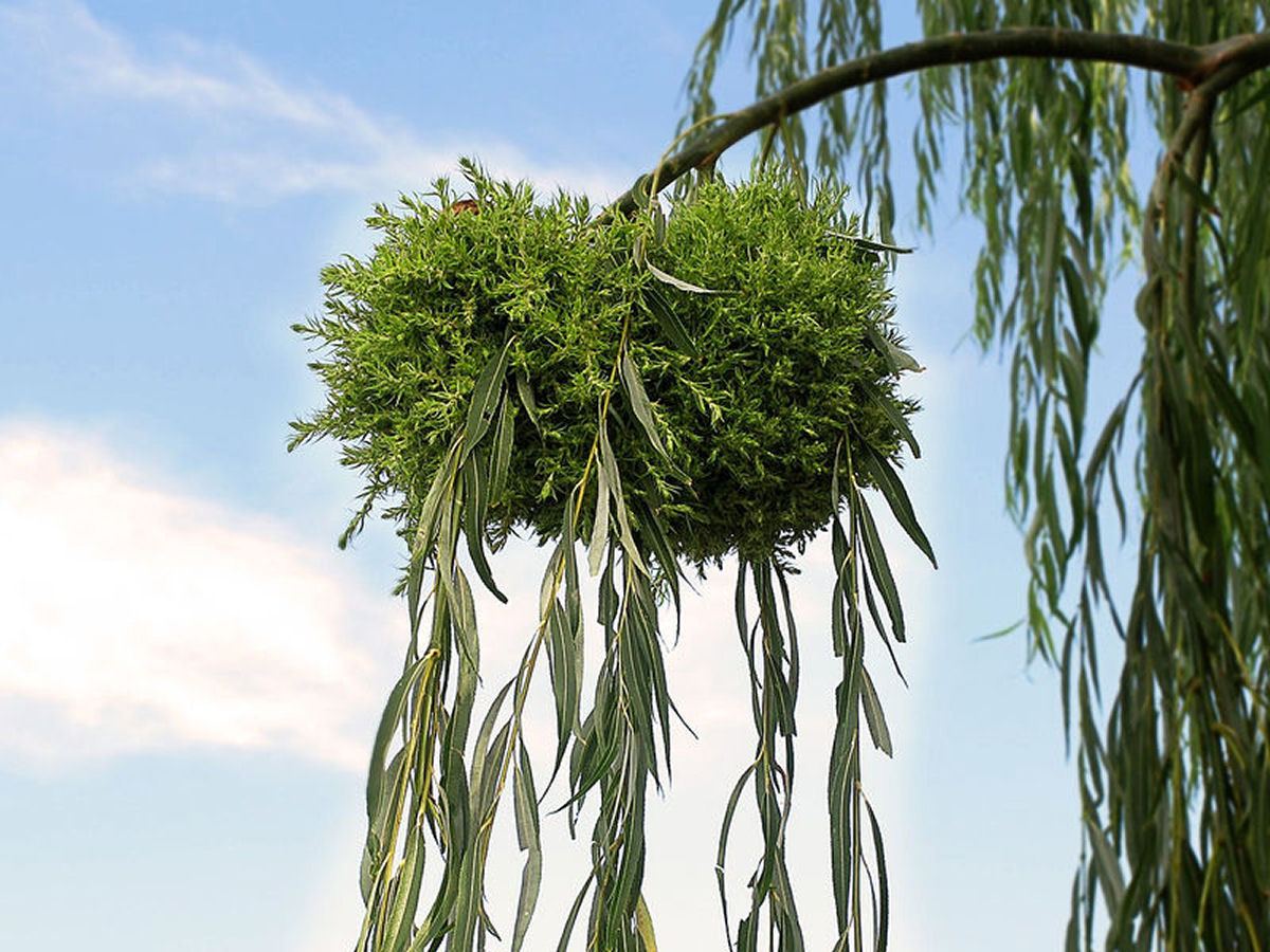 O que verdadeiramnente s�o as vassouras-de-bruxa nas �rvores