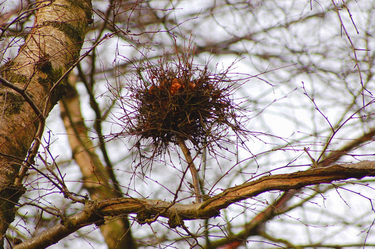 O que verdadeiramnente s�o as vassouras-de-bruxa nas �rvores