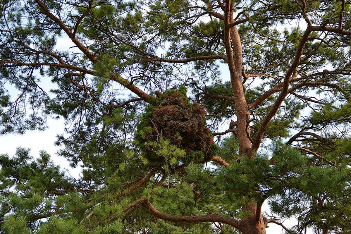 O que verdadeiramnente s�o as vassouras-de-bruxa nas �rvores