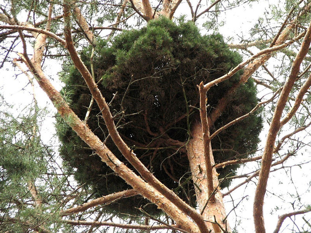 O que verdadeiramnente s�o as vassouras-de-bruxa nas �rvores