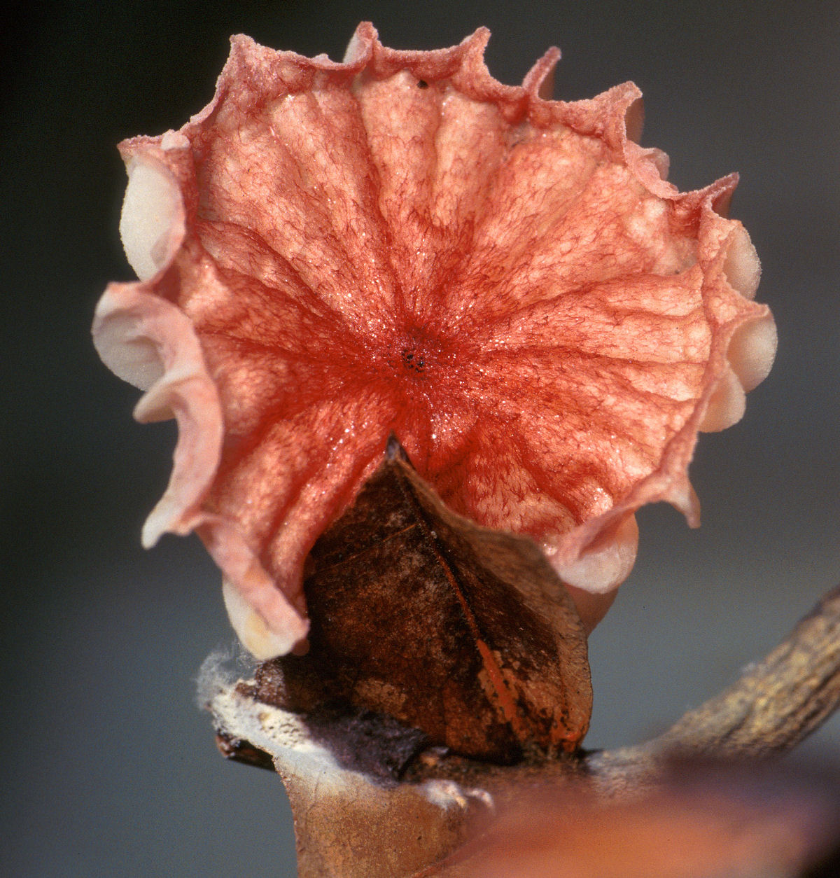 O que verdadeiramnente s�o as vassouras-de-bruxa nas �rvores