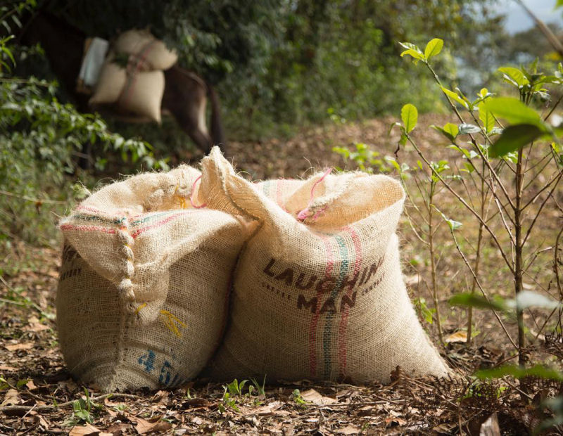 Hugh Jackman criou uma empresa de café para ajudar cafeeiros em países em desenvolvimento 09