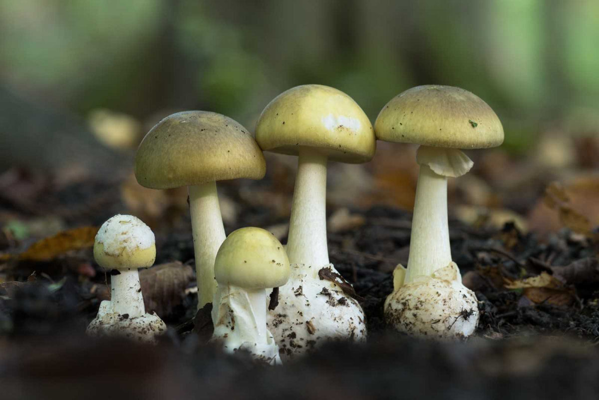 Por que o cogumelo-amanita continua causando vtimas letais at hoje?