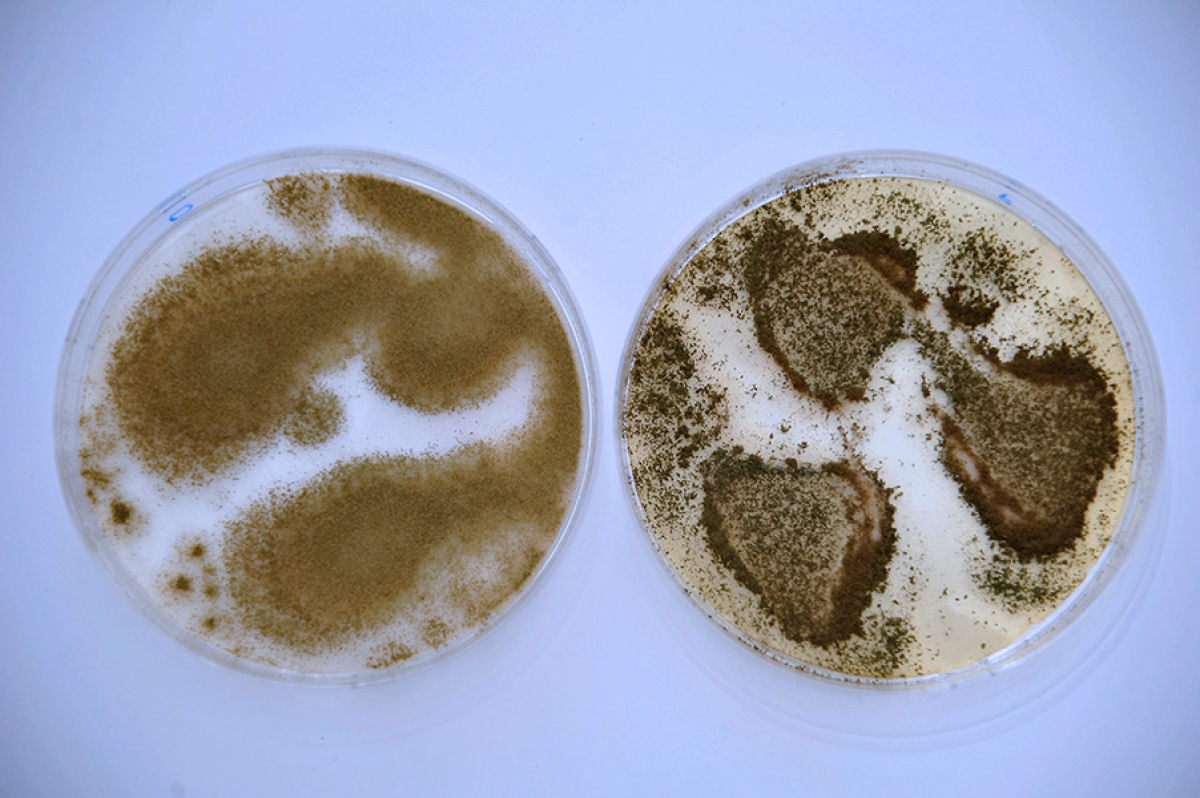 Como um fungo txico se tornou a estrela do molho de soja?