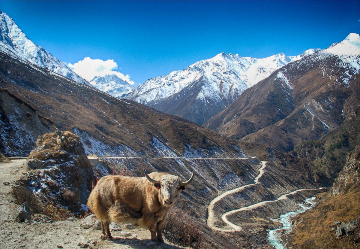 Chhurpi, o queijo mais duro do mundo, intrínseco ao sustento dos povos do Himalaia