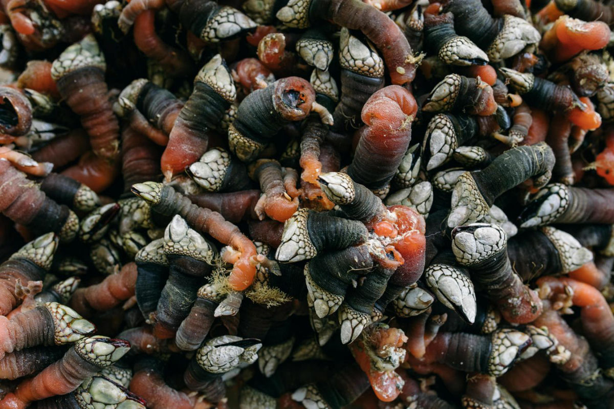 Por que pescadores enfrentam guas perigosas para capturar criaturas marinhas de aparncia bizarra?