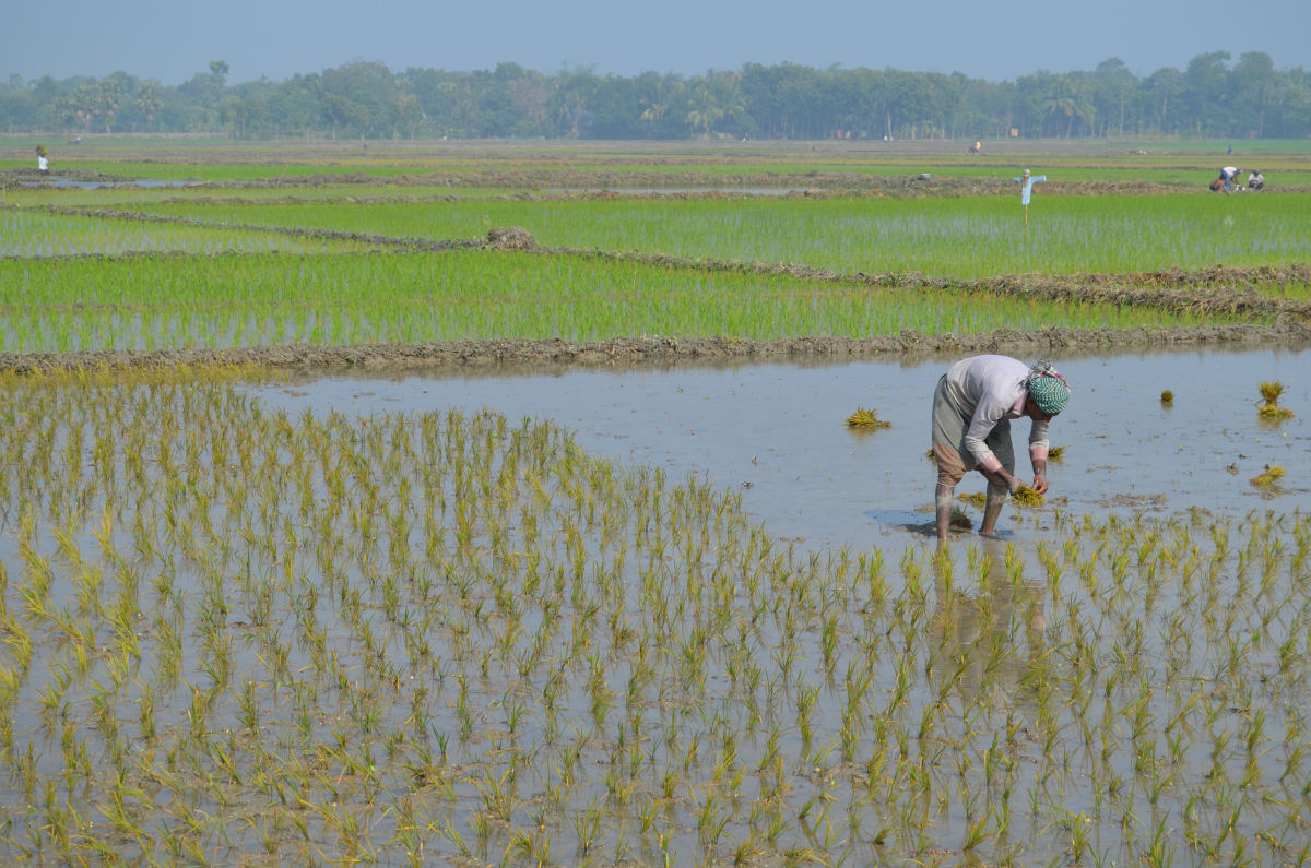 Cientistas chineses desenvolvem arroz de gua salgada que poderia alimentar mais de 200 milhes de pessoas
