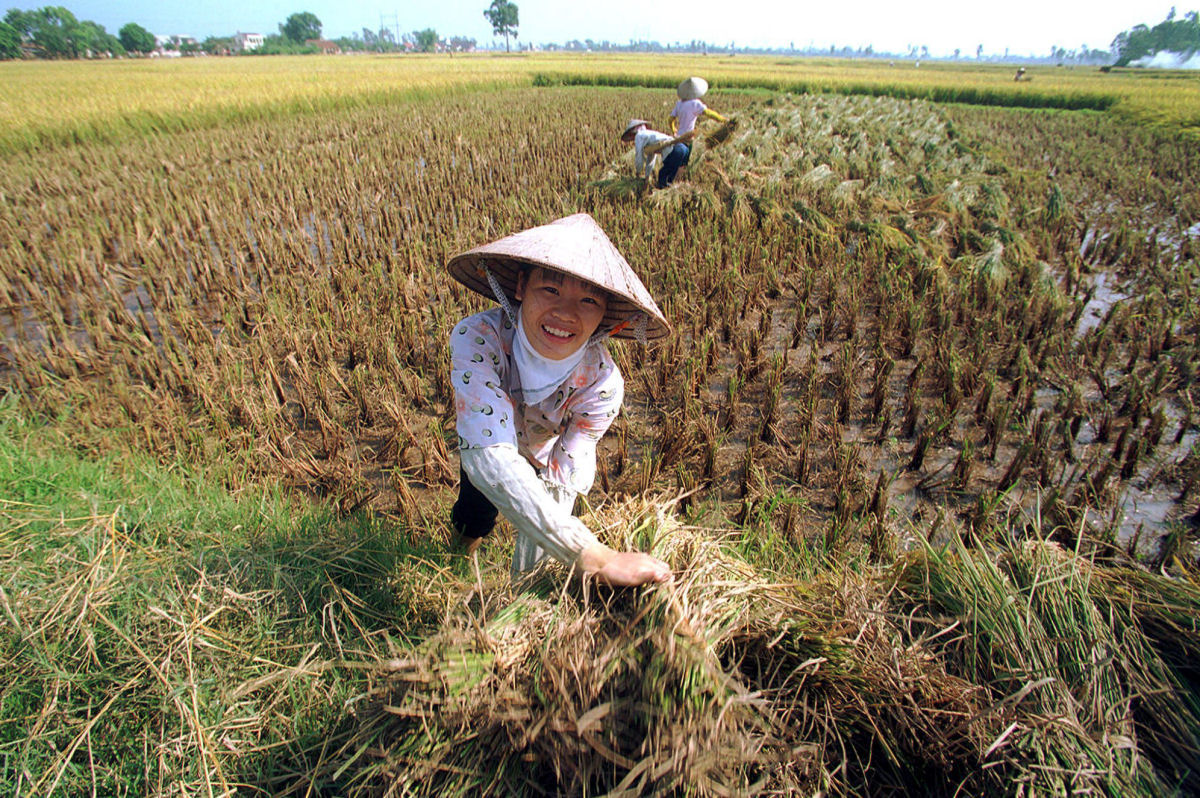 Cientistas chineses desenvolvem arroz de gua salgada que poderia alimentar mais de 200 milhes de pessoas