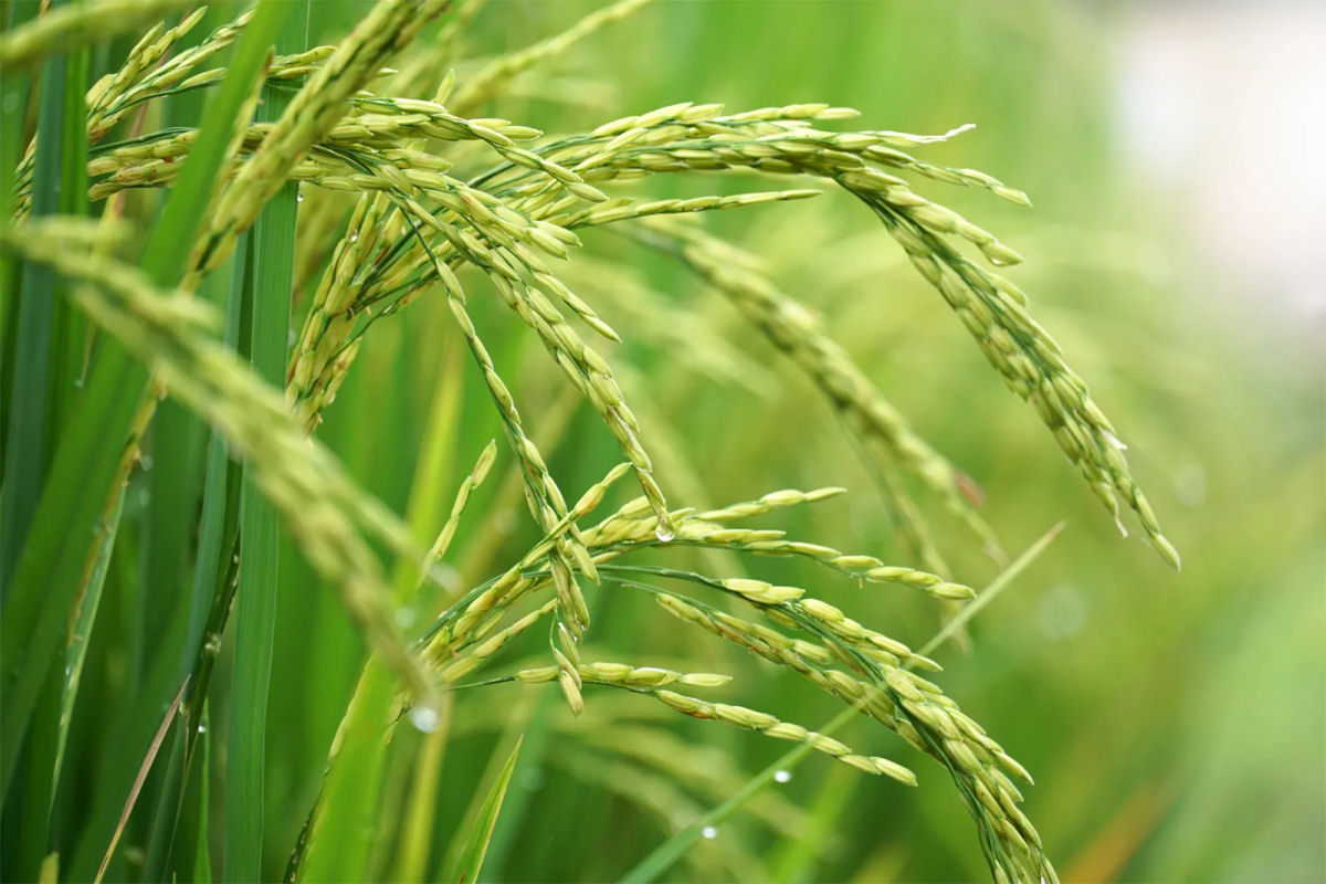 O que precisamos saber sobre os impactos ambientais da produo de arroz