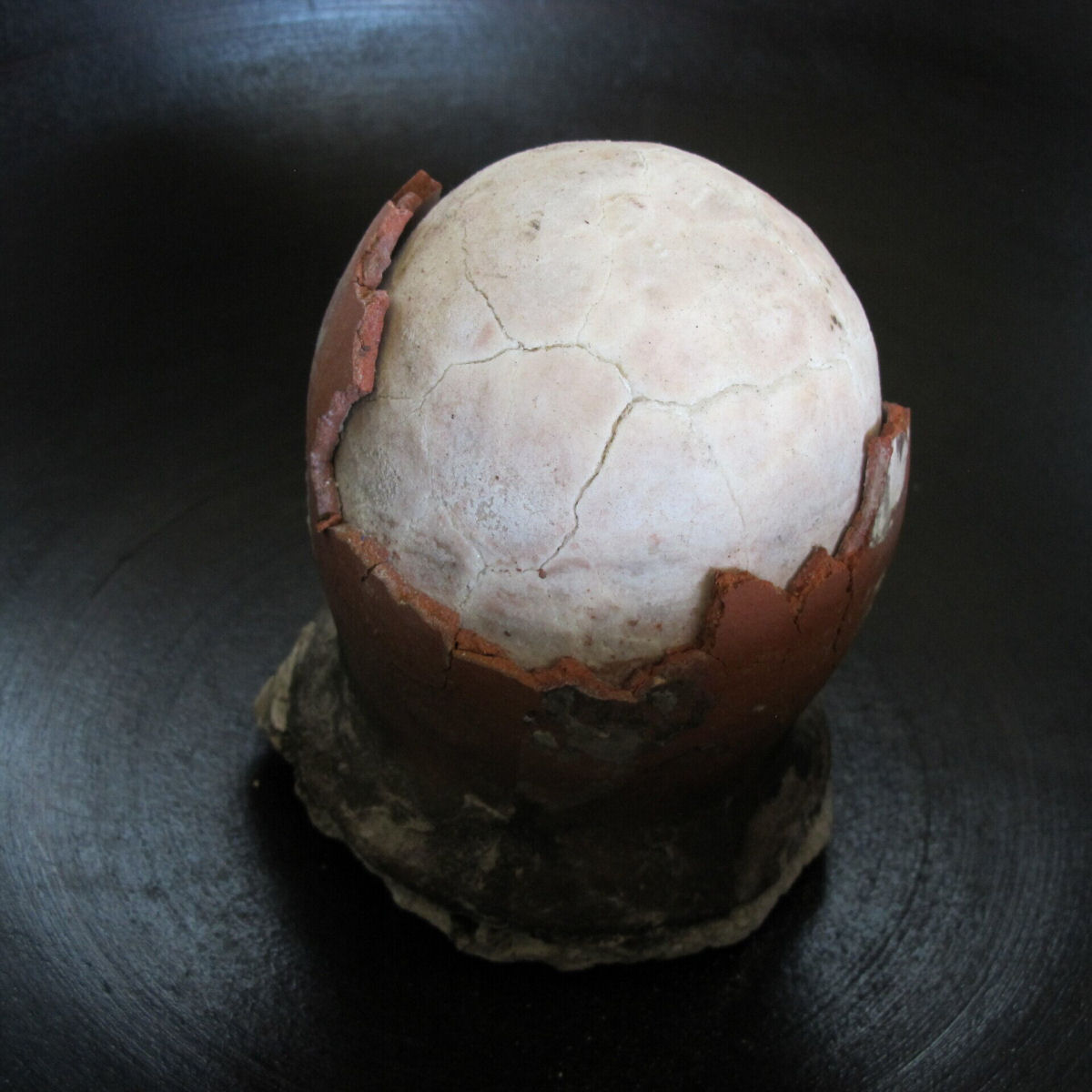O ovo de dinossauro  um dos sais mais raros do mundo