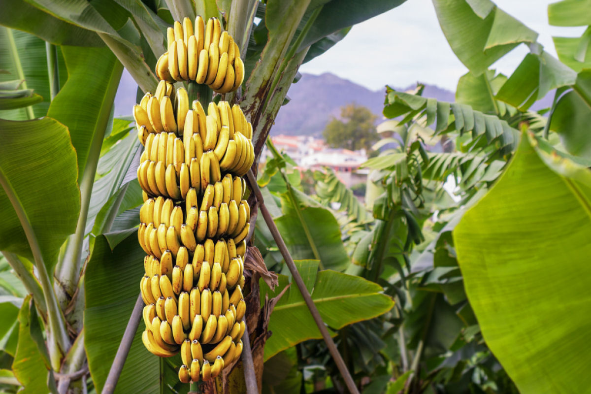 Bananas so suscetveis aom patgeno mal-do-panam.