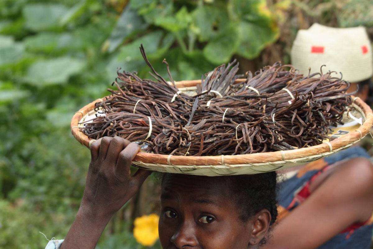 Por que os agricultores de baunilha continuam a ser roubados e explorados na África?