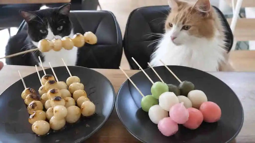 Cozinheiro prepara bolinhos doces japoneses na frente de seus gatos curiosos