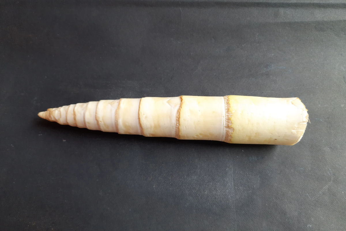 O bambu é realmente um superalimento secreto?