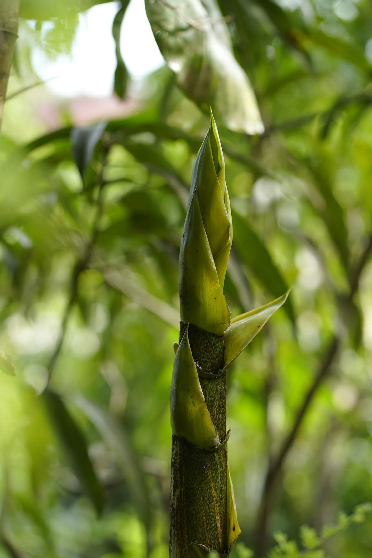 O bambu é realmente um superalimento secreto?