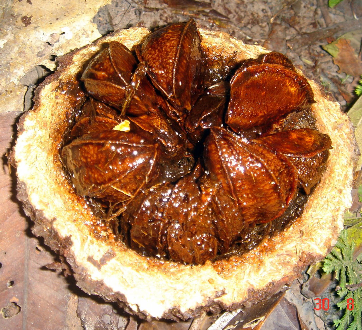 Como toneladas de castanha-do-pará são coletadas nas profundezas da floresta amazônica