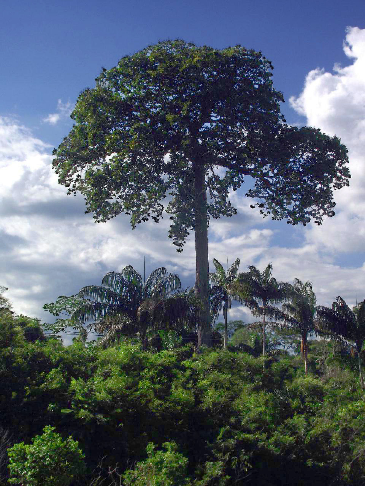 Como toneladas de castanha-do-pará são coletadas nas profundezas da floresta amazônica