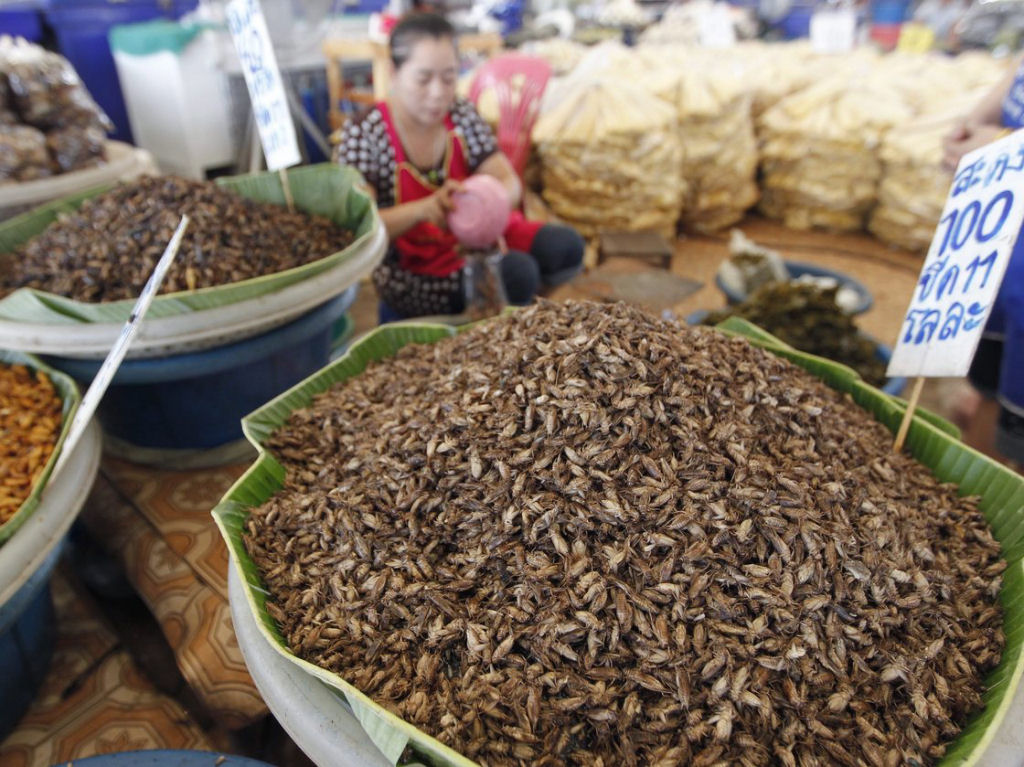 China Gourmet: O potencial alimentício dos insetos 36