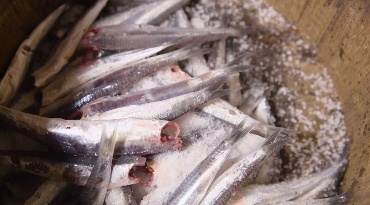 Como 9 toneladas de anchovas passam 3 anos se transformando em um caro molho