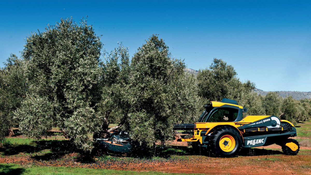 Como  feita a colheita de azeitona com agitadores hidrulicos?