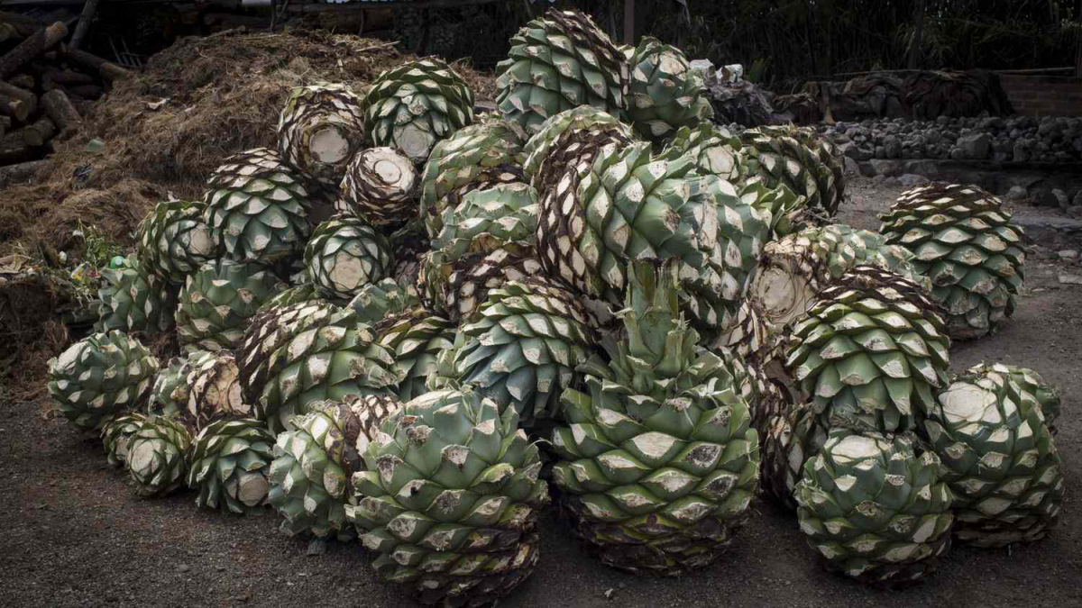 Como  feito o mezcal mexicano?