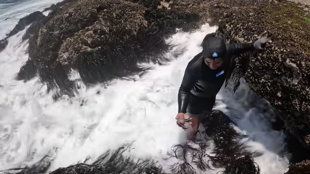 O trabalho perigoso dos catadores de mariscos no Peru