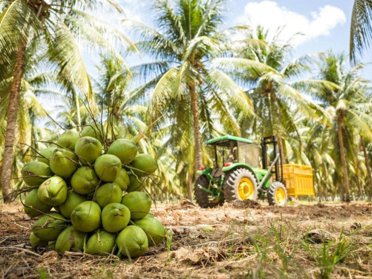 30.000 toneladas mtricas de coco so processadas anualmente no Sri Lanka