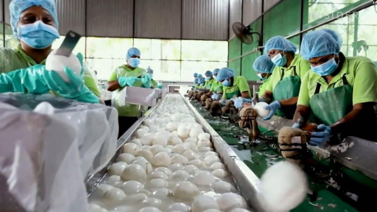 30.000 toneladas mtricas de coco so processadas anualmente no Sri Lanka