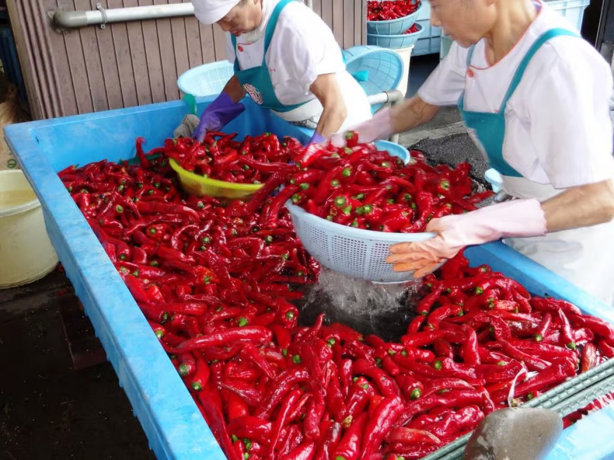 Por que a pasta de pimenta japonesa Kanzuri  to cara?