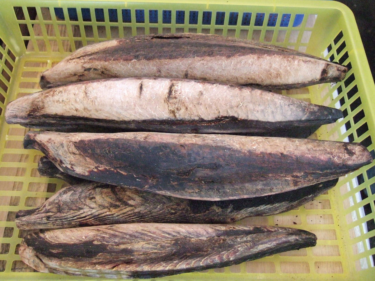 Como  preparado o katsuobushi, o tradicional peixe defumado japons