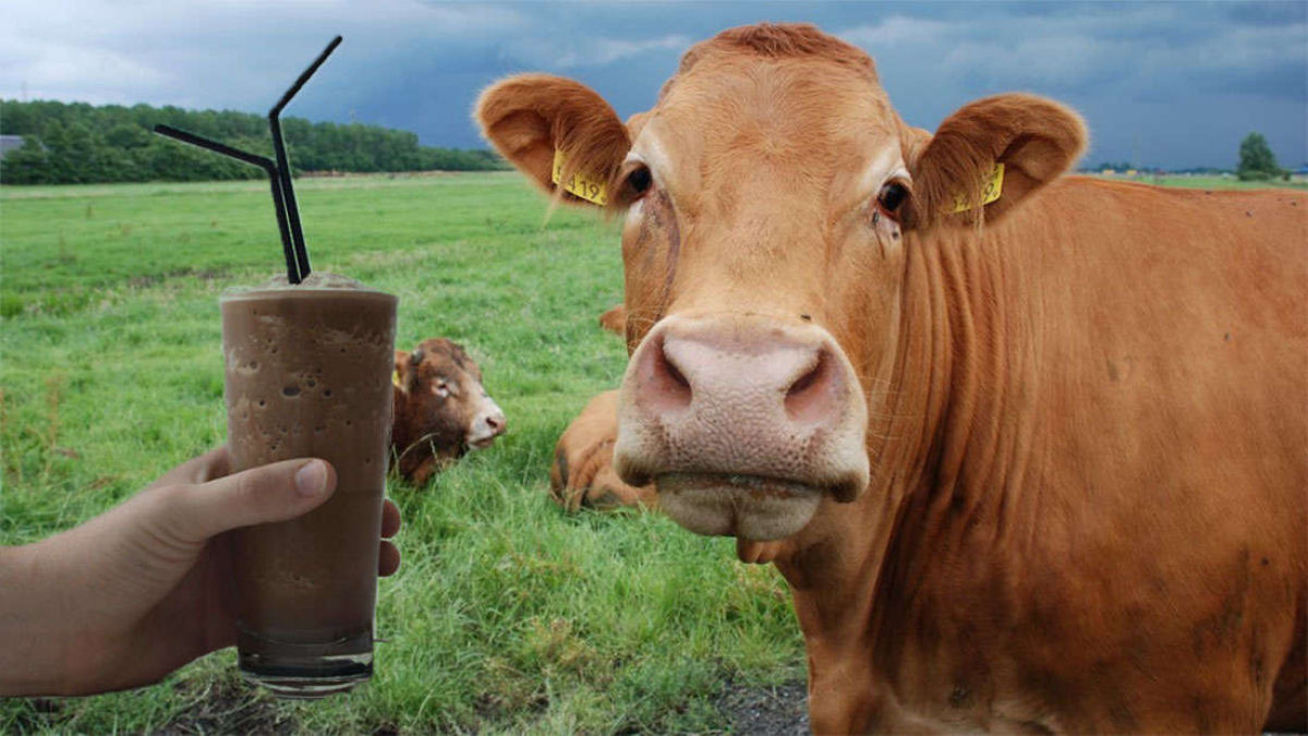 Estudo revela que 7% dos americanos acham que o leite achocolatado vem de vacas marrons
