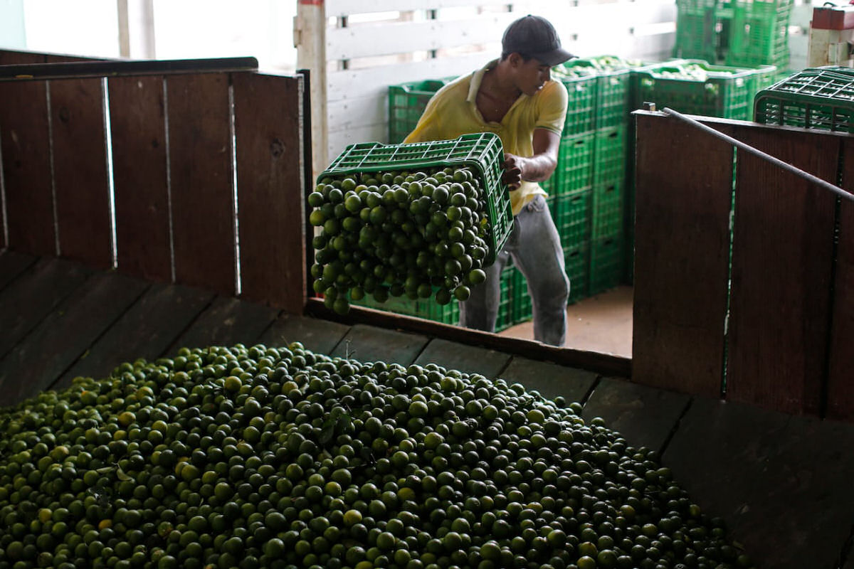 Crise do limo no Mxico: quando cartis atacam agricultores