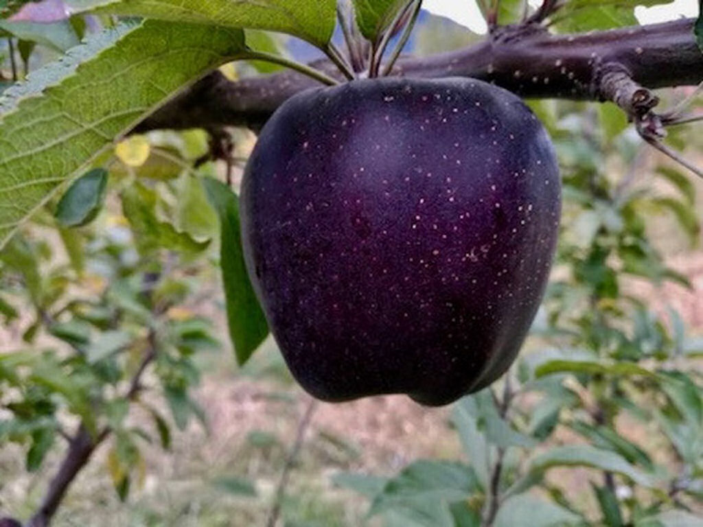 MaÃ§Ã£s Diamante Negro: as frutas raras que vocÃª provavelmente nem conhecia