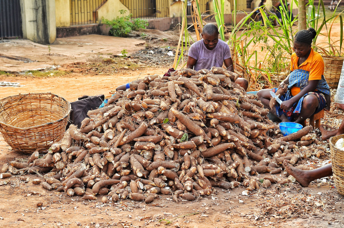 Nigéria, o maior produtor de mandioca do mundo, não lucra no mercado global