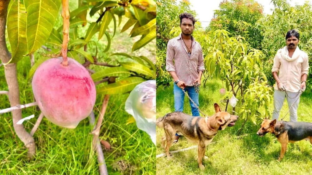 Casal indiano mantém seguranças e cães para vigiar 2 pés de manga mais cara do mundo