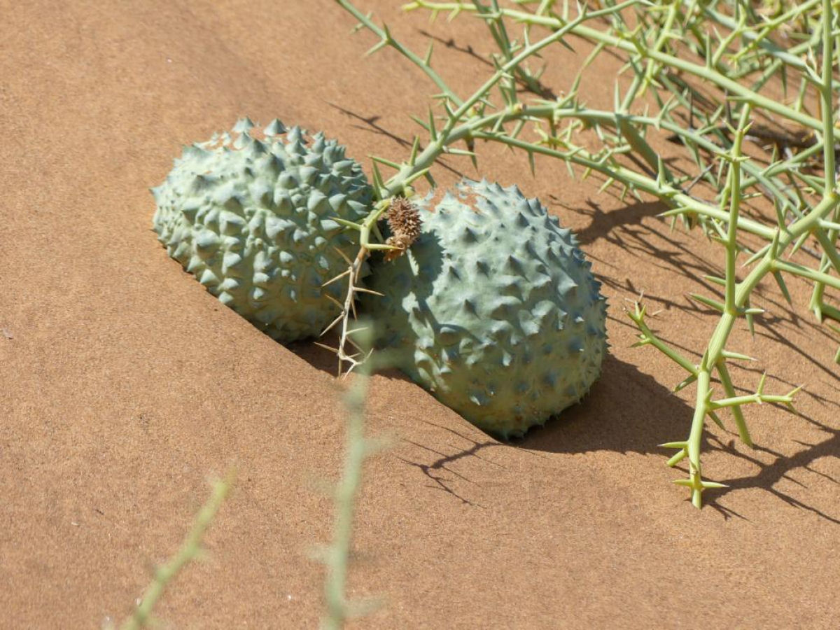 O melão-nara constrói um ecossistema completo no deserto