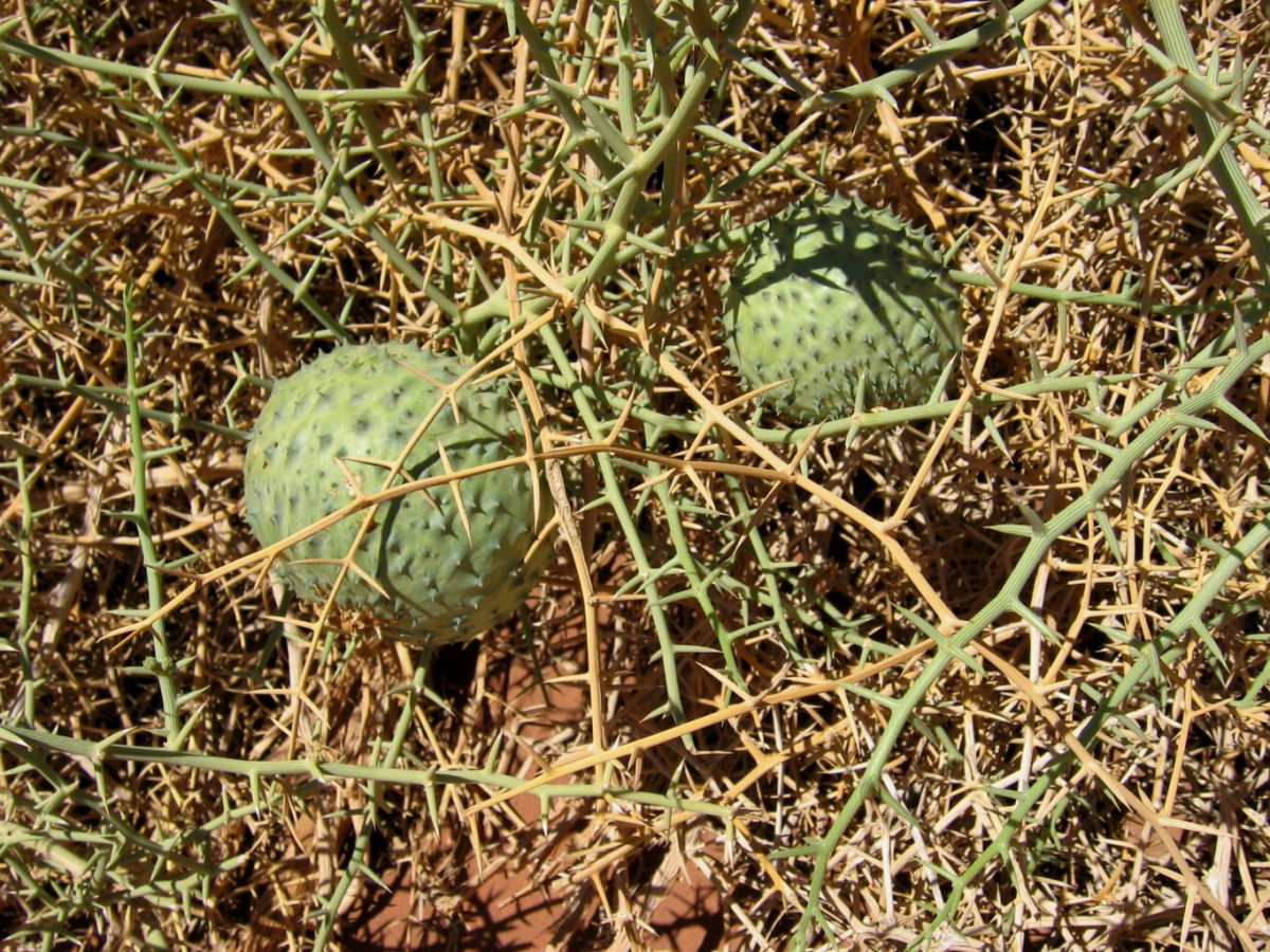 O melão-nara constrói um ecossistema completo no deserto