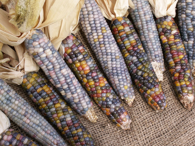 Uma verdadeira festa para os olhos: o milho arco-ris 11