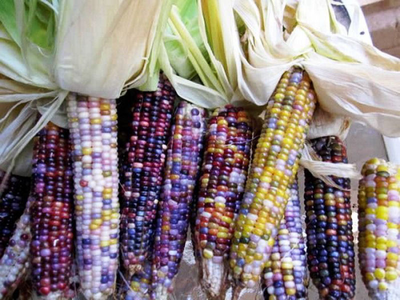Uma verdadeira festa para os olhos: o milho arco-ris 13