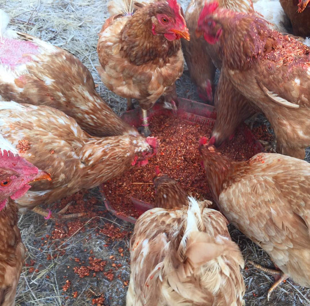 Chef alimenta suas galinhas com pimenta vermelha para fazer ovos com gemas vermelhas