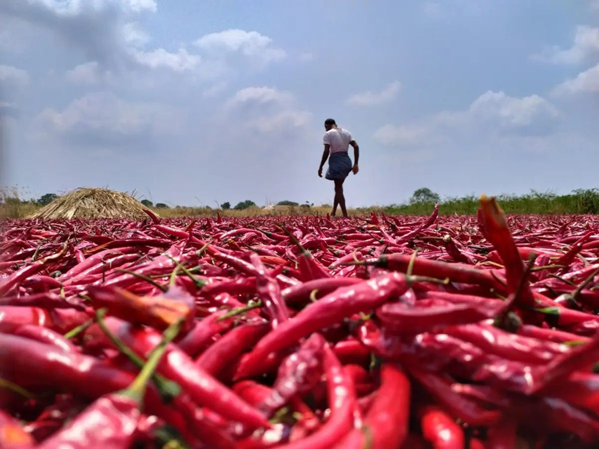 Cidade indiana vende 3.500 toneladas de pimentas todos os dias