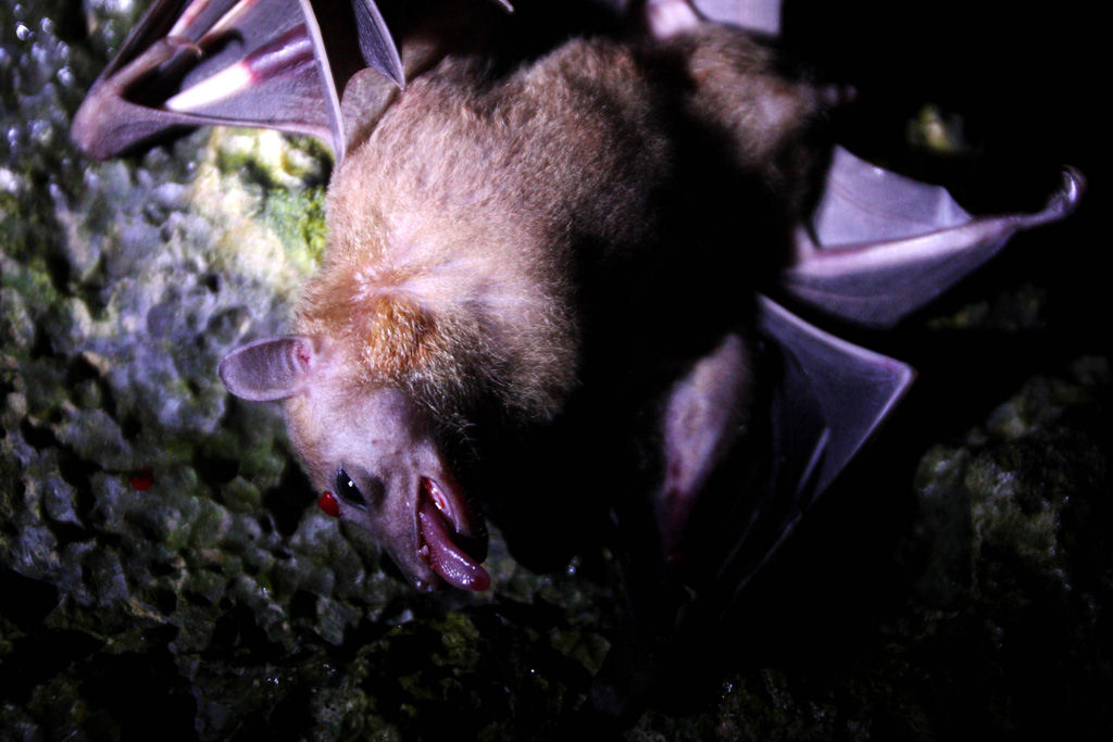 Preparando uma pratada de morcegos na Indonsia 06