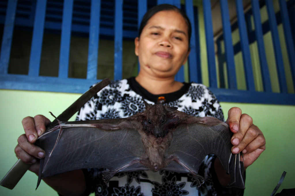 Preparando uma pratada de morcegos na Indonsia 14