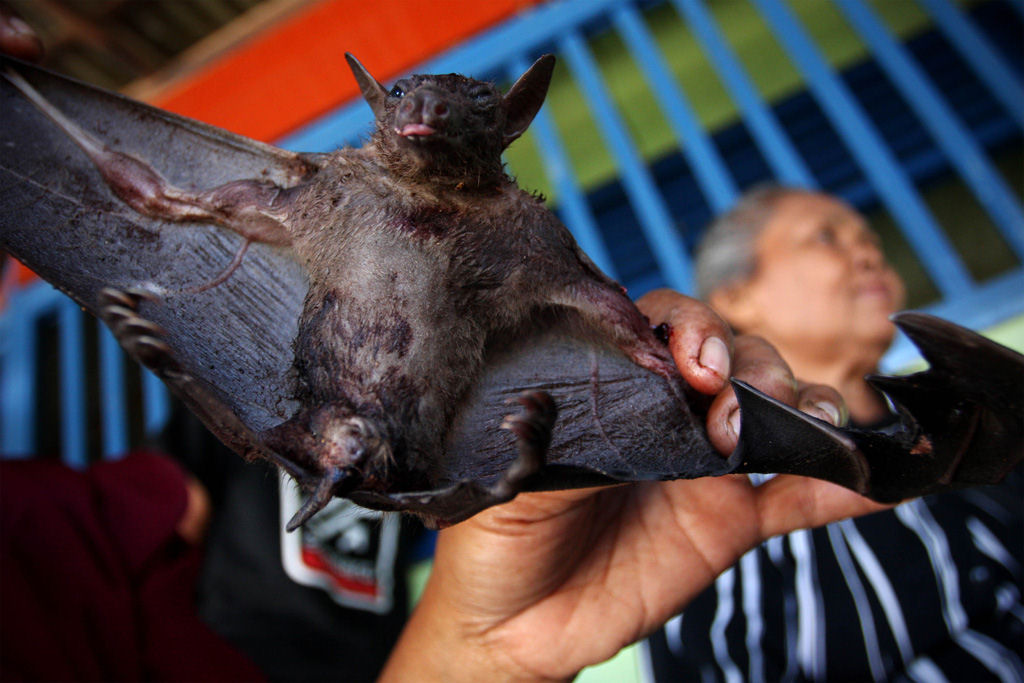 Preparando uma pratada de morcegos na Indonsia 22