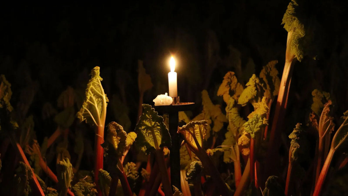 O vegetal ingls colhido  luz de velas para se tornar mais doce