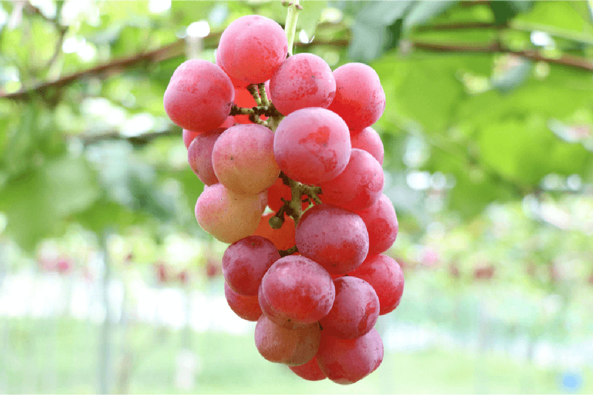 Por que as uvas rubi-romanas são tão absurdamente caras no Japão?